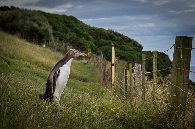 062 Moeraki, Katiki Point, Geeloogpinguin.jpg